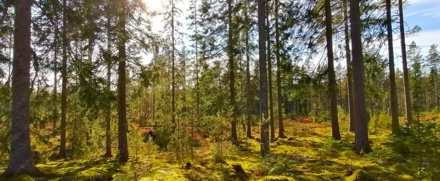 Leben im Wald